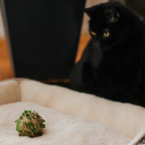 Product photo Cat Toy Ball "Forest" 7