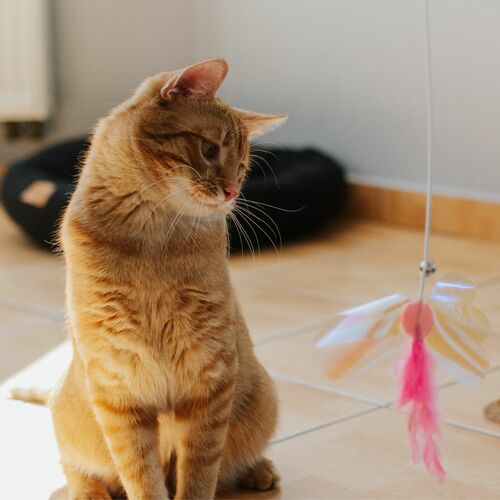 Product photo Cat Teaser "Angel" 6