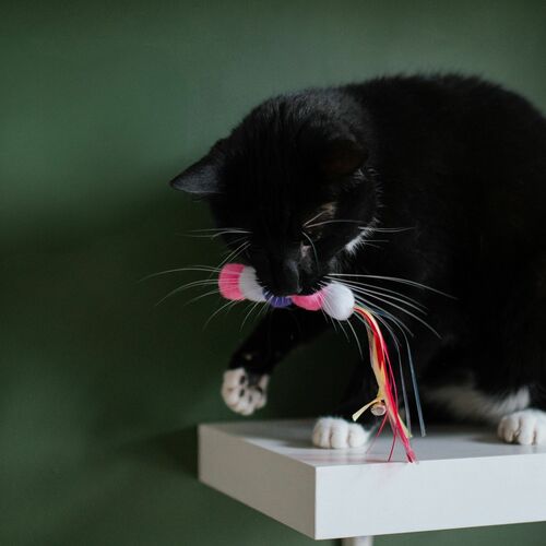 Product photo Cat Toy "Caterpillar" 4