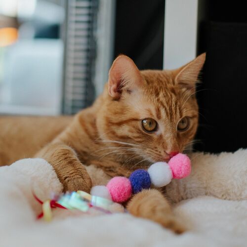 Product photo Cat Toy "Caterpillar" 5