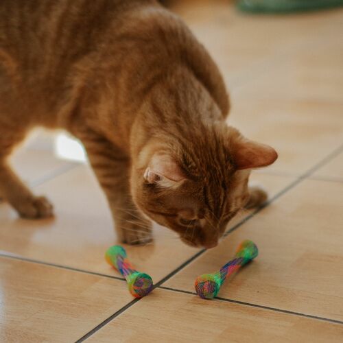 Product photo Cat Toy "Kitty Trumpet" 5