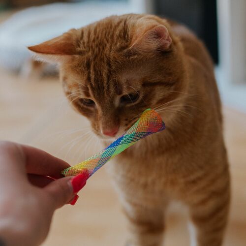 Zdjęcie produktu Zabawka dla kota - KITTY TRUMPET 6
