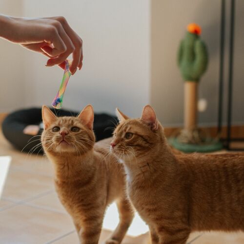Product photo Cat Toy "Kitty Trumpet" 7