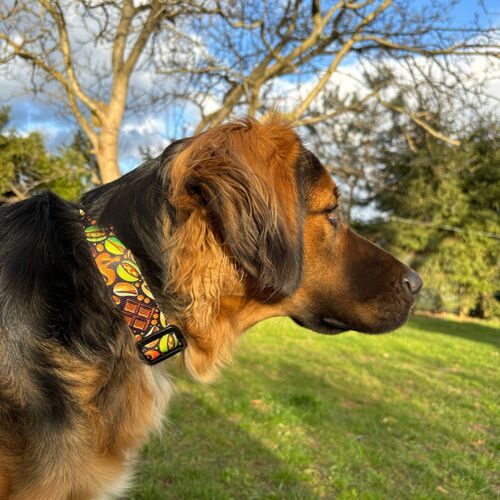 Product photo City 'Dubai' Collar Adjustable 4