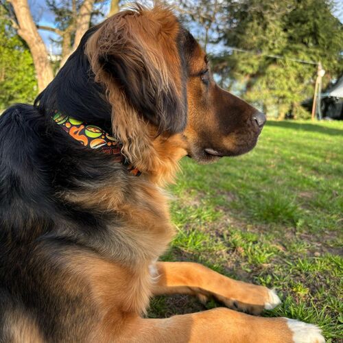 Product photo City 'Dubai' Collar Adjustable 7