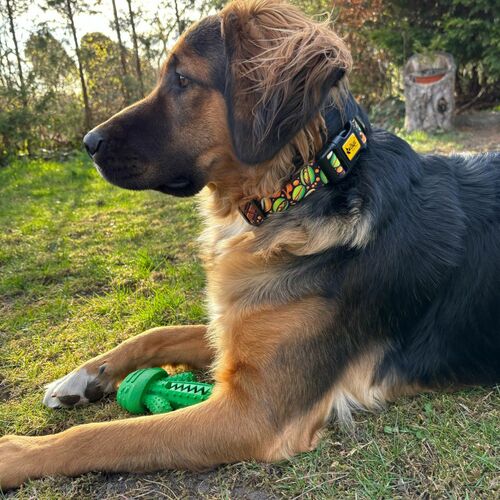 Product photo City 'Dubai' Collar Adjustable 10