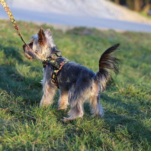 Product photo City 'Dubai' Guard Harness 9