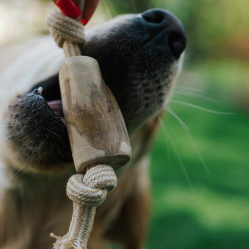 Product photo Chew Toy Made Of Coffee Wood On A Rope 17