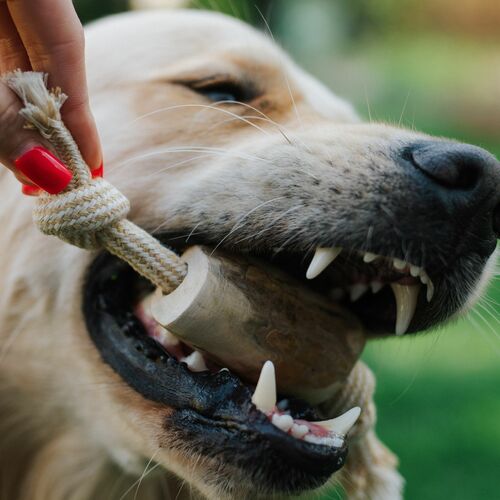 Product photo Chew Toy Made Of Coffee Wood On A Rope 18