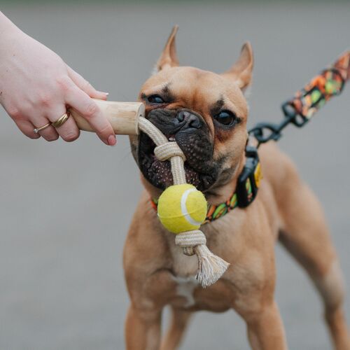 Product photo Chew Toy Made Of Coffee Wood On A Rope 12