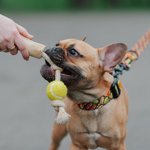 Product photo Chew Toy Made Of Coffee Wood On A Rope 14