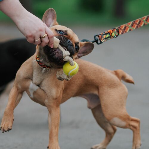 Product photo Chew Toy Made Of Coffee Wood On A Rope 16