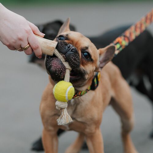 Product photo Chew Toy Made Of Coffee Wood On A Rope 17