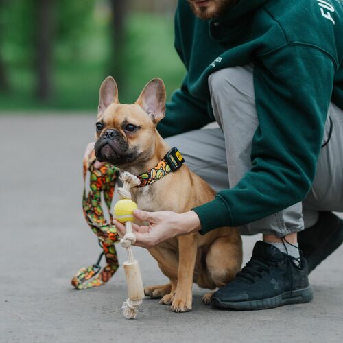 Product photo Chew Toy Made Of Coffee Wood On A Rope 18