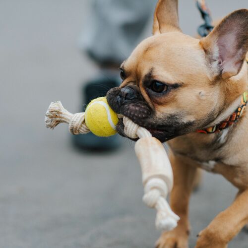 Product photo Chew Toy Made Of Coffee Wood On A Rope 19