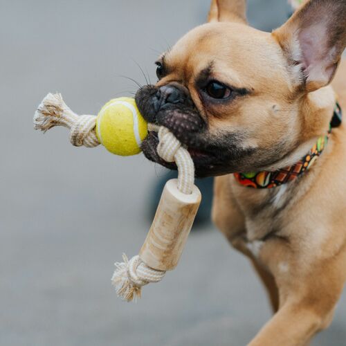 Product photo Chew Toy Made Of Coffee Wood On A Rope 20