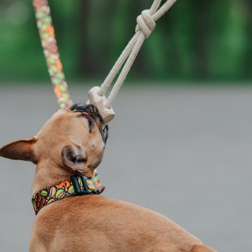 Product photo Chew Toy Made Of Coffee Wood On A Rope 13