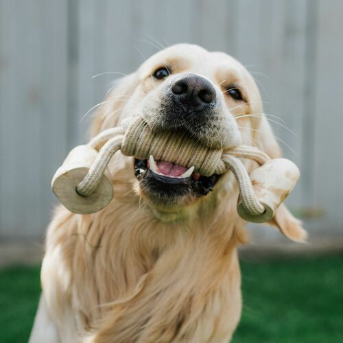 Product photo Chew Toy Made Of Coffee Wood On A Rope 12