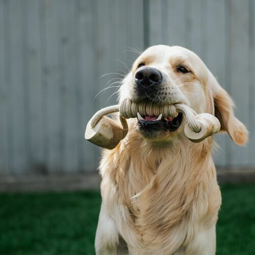 Product photo Chew Toy Made Of Coffee Wood On A Rope 13