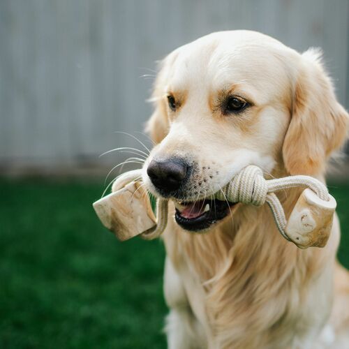 Product photo Chew Toy Made Of Coffee Wood On A Rope 14