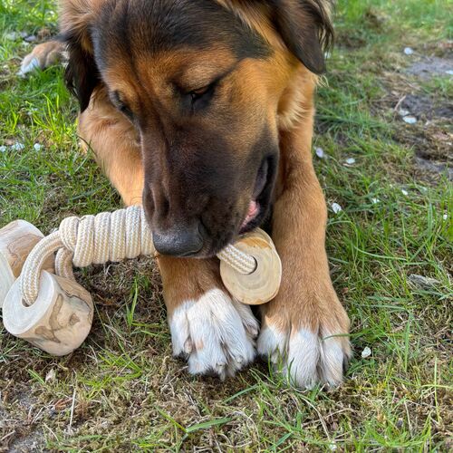 Product photo Chew Toy Made Of Coffee Wood On A Rope 17
