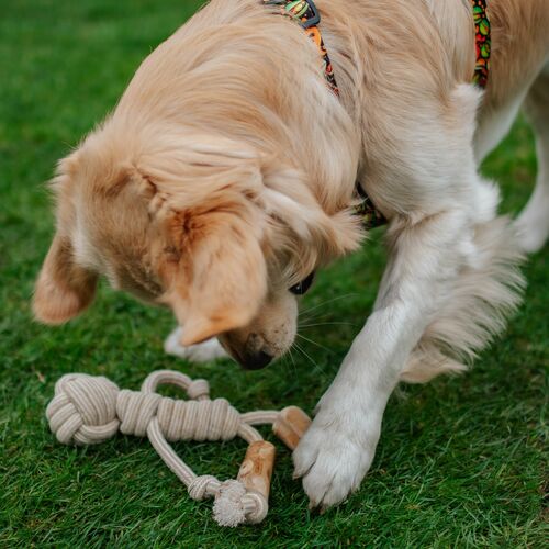 Product photo Chew Toy Made Of Coffee Wood On A Rope 6