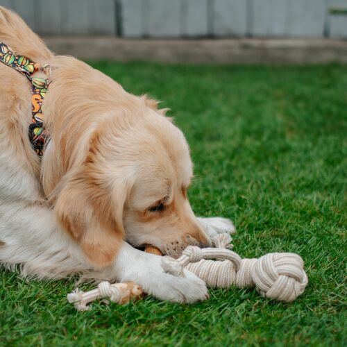 Product photo Chew Toy Made Of Coffee Wood On A Rope 15