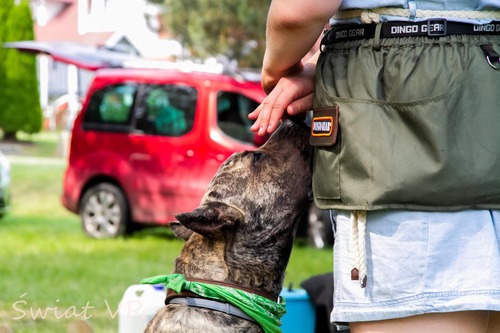Product photo Training belt for dog trainer 9