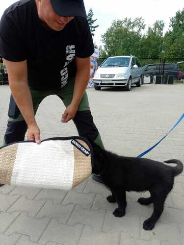 Product photo WOLF SOFT - lightweight jute training sleeve 11