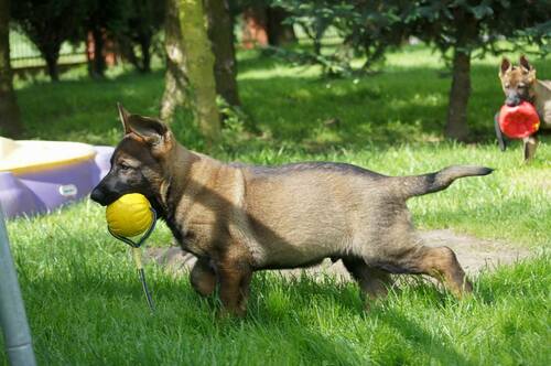 Product photo Starmark durable ball with handle 2
