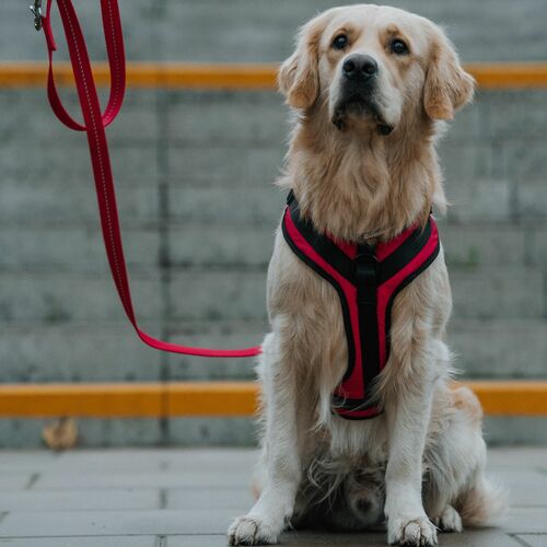 Product photo Active No-Pressure Dog Harness 5