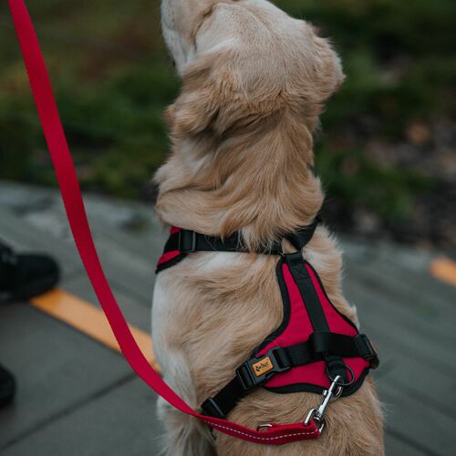 Product photo Active No-Pressure Dog Harness 10