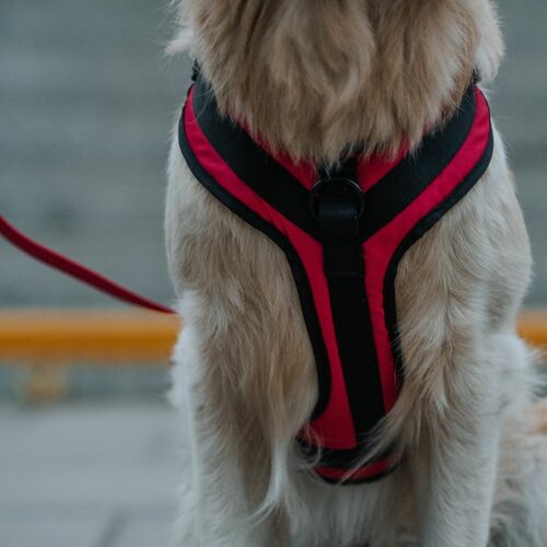 Product photo Active No-Pressure Dog Harness 6