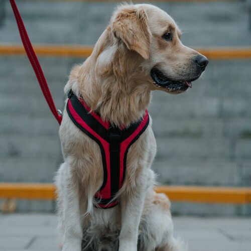 Product photo Active No-Pressure Dog Harness 7