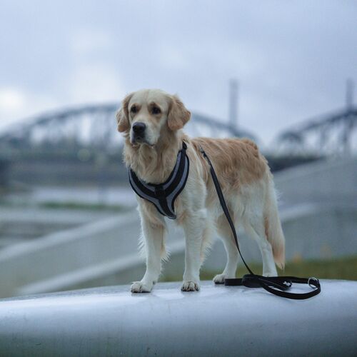 Product photo Active No-Pressure Dog Harness 11