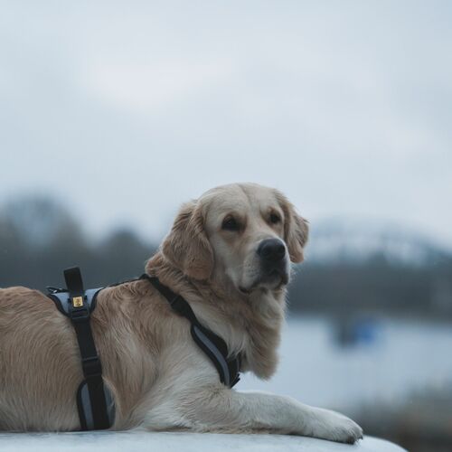 Product photo Active No-Pressure Dog Harness 12