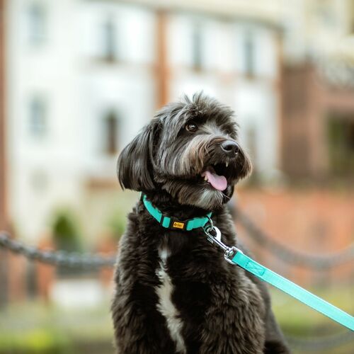 Product photo ENERGY EXTRA leash - double tape 15