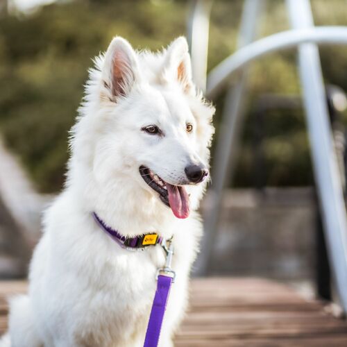 Product photo ENERGY tape collar with plastic buckle 6