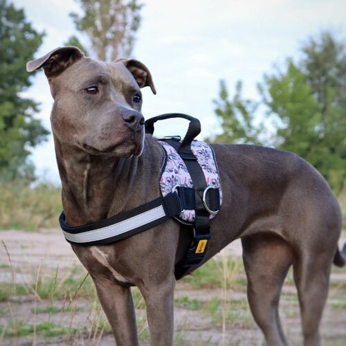 Product photo AMERICA dog harness - GEORGIA 8