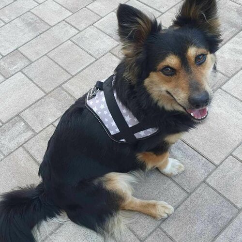 Product photo AMERICA dog harness - ALASKA 5