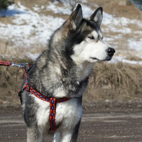 Zdjęcie produktu Szelki step-in Winnetou 14