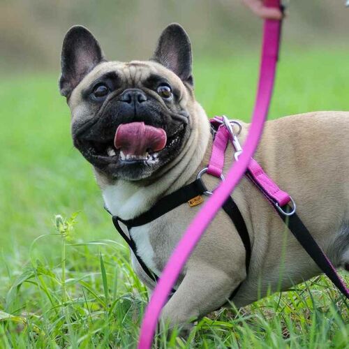 Product photo ENERGY tape harness, Step-in 5