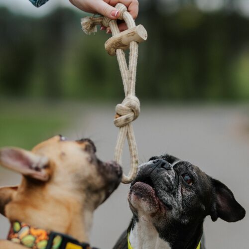 Product photo Chew Toy Made Of Coffee Wood On A Rope 16