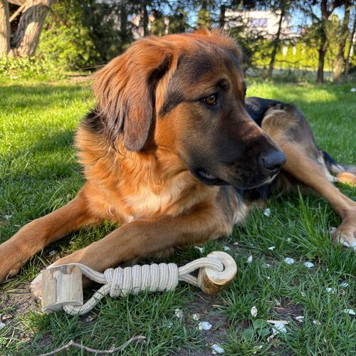 Product photo Chew Toy Made Of Coffee Wood On A Rope 18