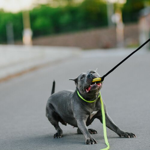 Product photo RINGO tug toy with bungee handle 6