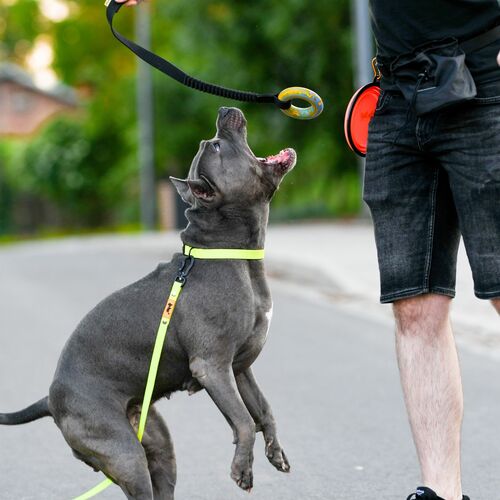 Product photo RINGO tug toy with bungee handle 9