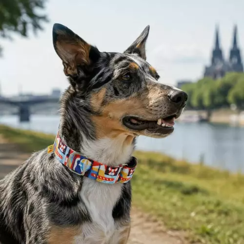 Product photo Martingale collar City France 7