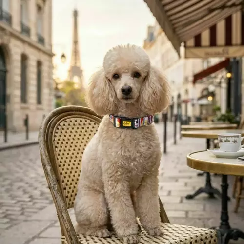 Product photo Adjustable collar City France 3