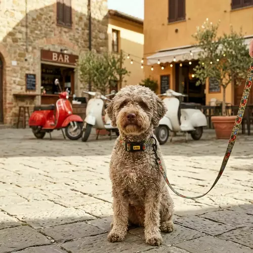 Product photo Adjustable collar City Italy 14