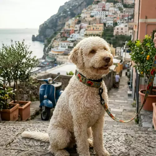 Product photo Martingale collar City Italy 3